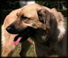 Sheba
