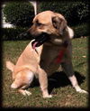 Sheba