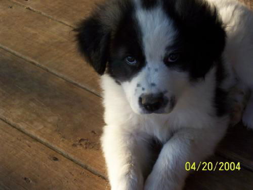 Clyde