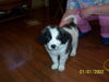 Clyde