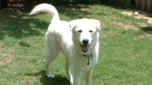 Rufus