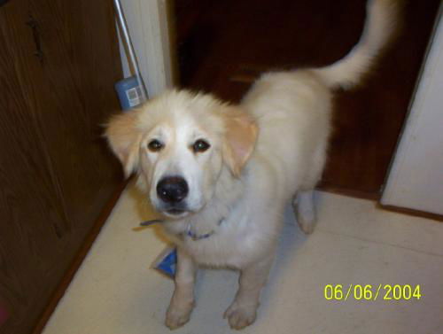 Ricky (therapy dog