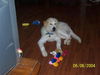 Ricky (therapy dog