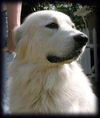 Angie