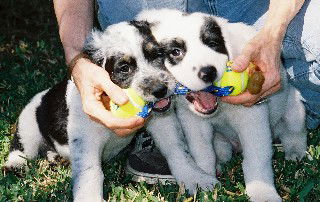 Pups