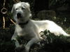Thelma