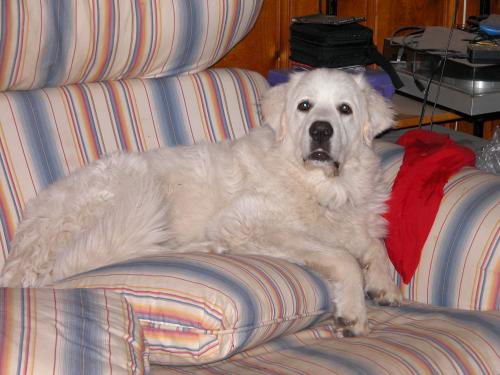 Dudley