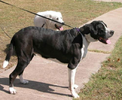 Zeus and Sasi