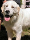 Tess