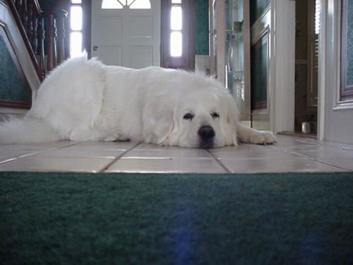 Teddy