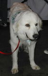 Arwen
