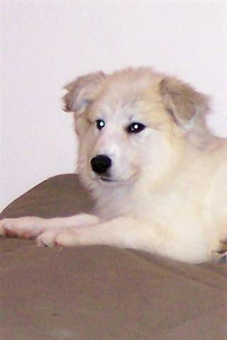 Shiloh