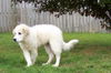 Baxter