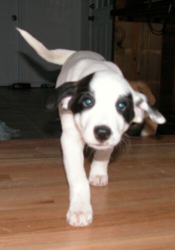 Tippy