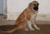 General
