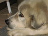 Winnie