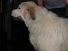 Riley