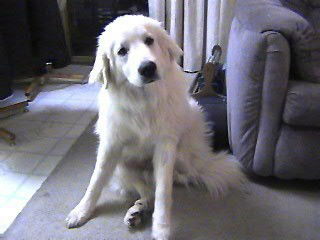 Cody