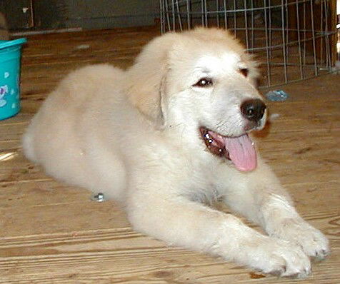 Comanche