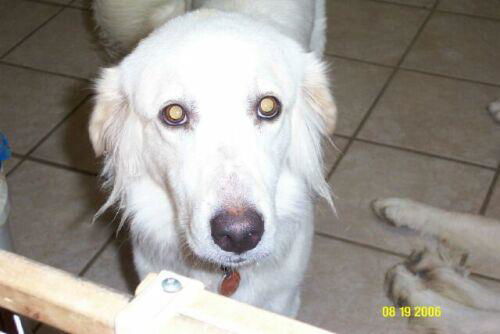 Holly