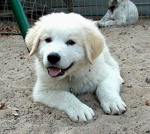 Zuni