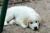 Zuni