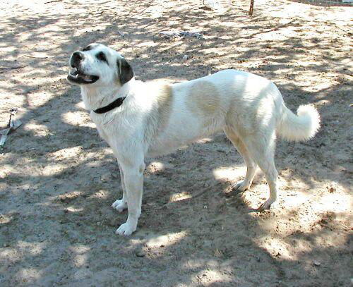 Trudy
