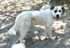 Trudy