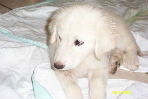 Tinker Belle