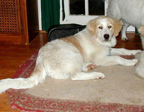 Concho