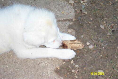 KellyPup