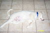 KellyPup