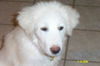 Annie