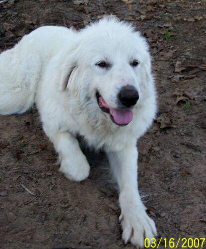 Georgie Girl