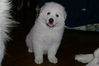 Teddy