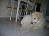 Teddy