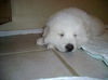 Teddy