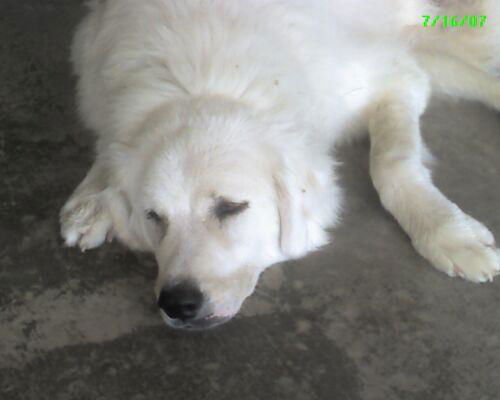 Rosco