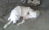Rosco