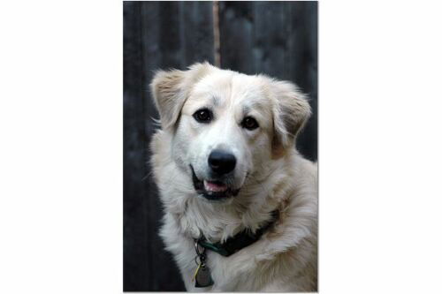 Aspen