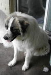 Lindie
