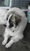 Lindie