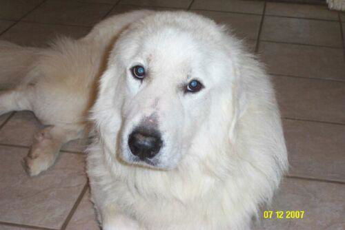 Ozzie