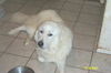 Ozzie