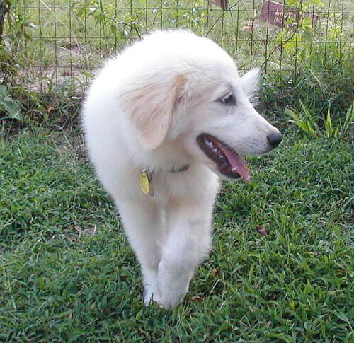 Auggie Doggie