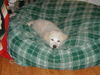 Auggie Doggie