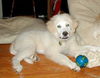 Auggie Doggie