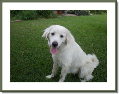Chole