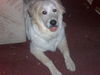 Wyatt