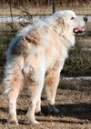 Yetti aka Rusty